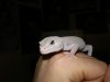 babys 08 y geckos juliol 006 (Medium).jpg