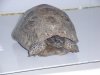 Tortuga 3.jpg