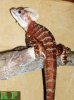 Basiliscus-galeritus1.jpg