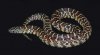 lampropeltis getula brooksi baby.jpg
