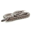 Black & white Brook's King Snake.jpg