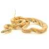 Hypomelanistic Brooksi X Goini King Snake Lemon Fire.jpg