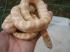 T negative albino Florida king adult.jpg