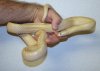 White bone hypo brooksi adult macho.jpg