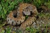 Vipera raddei.jpg
