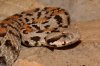 Vipera wagneri.JPG