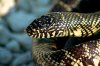 Lampropeltis getula floridana detalle.jpg