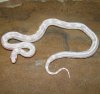 L.g.californiae Albino Desert real.jpg