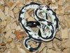 Lampropeltis getula californiae zig-zag.jpg