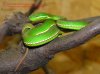 1.0 Trimeresurus stejnegeri Hong Kong.jpg