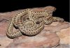 Vipera renardi.jpg