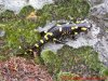 Salamandra común - Salamandra salamandra bejarensis.jpg