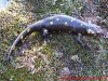 Salamandra común - Salamandra salamandra bejarensis 1.jpg