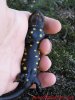 Salamandra común - Salamandra salamandra bejarensis2.jpg