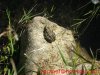 Rana común - Pelophylax perezi1.jpg