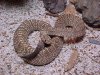 Crotalus vegrandis adulto3.JPG