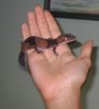 gecko en mano.JPG