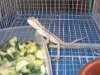 Pogona Vitticeps (3).jpg
