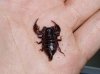 euscorpius sp.JPG