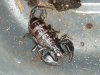 euscorpius sp2.JPG