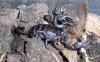 euscorpius sp3.JPG
