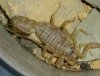 buthus 3.JPG