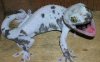 gecko.jpg