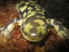 Web Ambystoma tigrinum 1.jpg