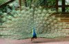 pavo_real_azul.jpg