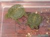 crias trachemys recien nacidas 1.JPG