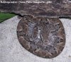 Bothrops atrox - Edo. Amazonas - Juan Pablo Diasparra - GHC.JPG