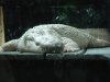 alligator albino.jpg