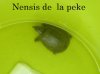 nensis de la peke1.jpg