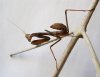 Mantis.jpg