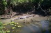 crocodylus porosus2.JPG