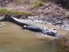 crocodylus porosus1.JPG