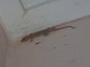 toilet gecko.JPG