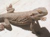 pogona8-1.jpg