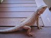 Pogona hembra2-1.jpg