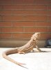 pogona9-1.jpg