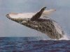 humpbackwhale.jpg