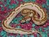 rsz_weird_snake_from_woma_hidden_gene_pastel_granite_x_lucy_1.jpgresize-640x480.jpg