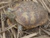 Terrapene ornata luteola1.JPG