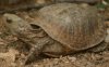 Terrapene ornata luteola2.jpg