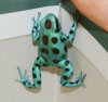 Dendrobates-auratus- spot.jpg