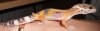 geckito.JPG