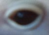 DB_eye.jpg