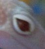 BBBe eye dcho.jpg