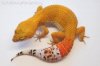 gecko sunglow.jpg