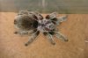 tarántula.jpg